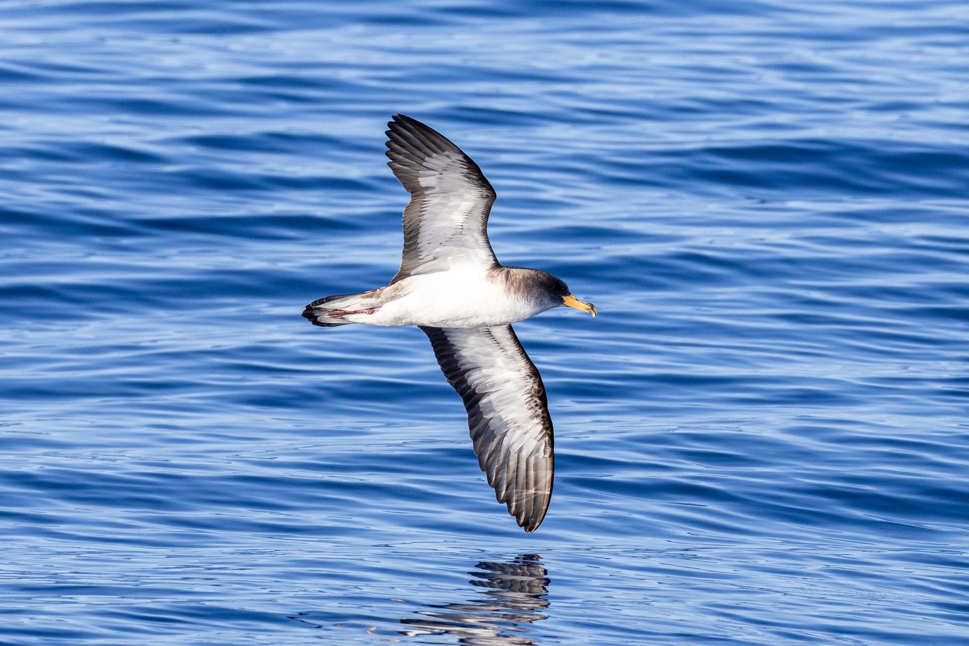 Marinewildlife & Birdwatching