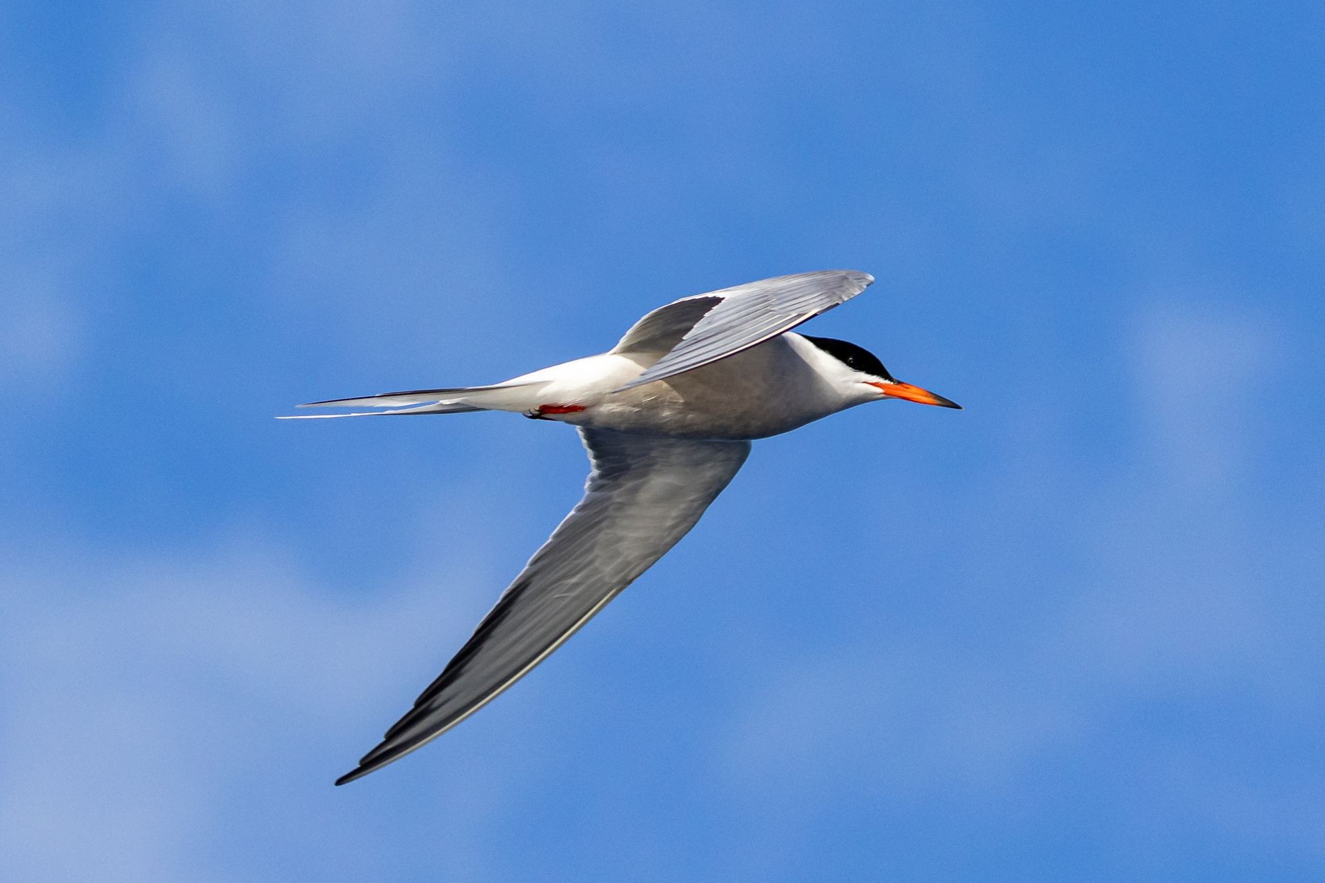 Marinewildlife & Birdwatching