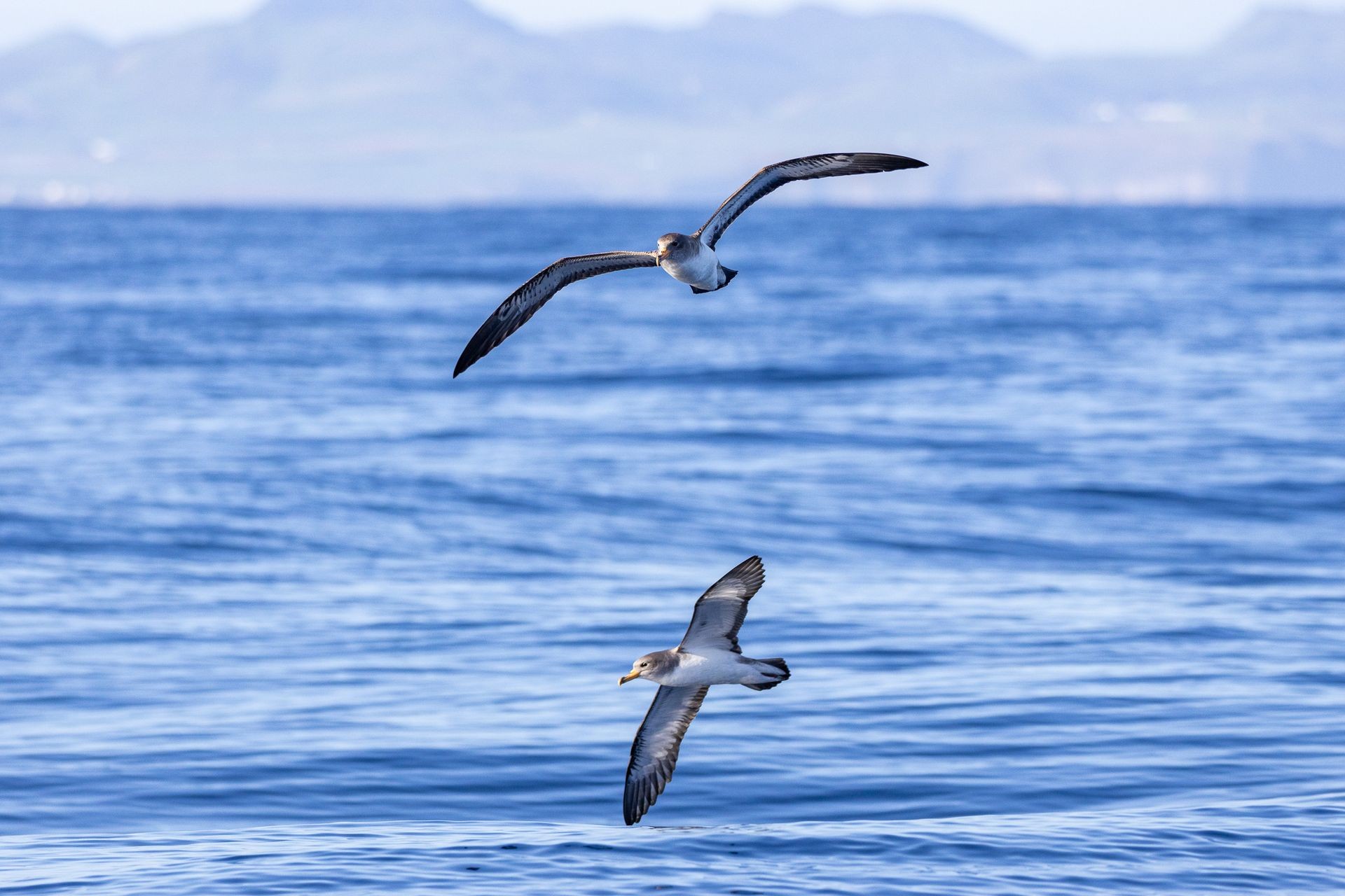 Marinewildlife & Birdwatching